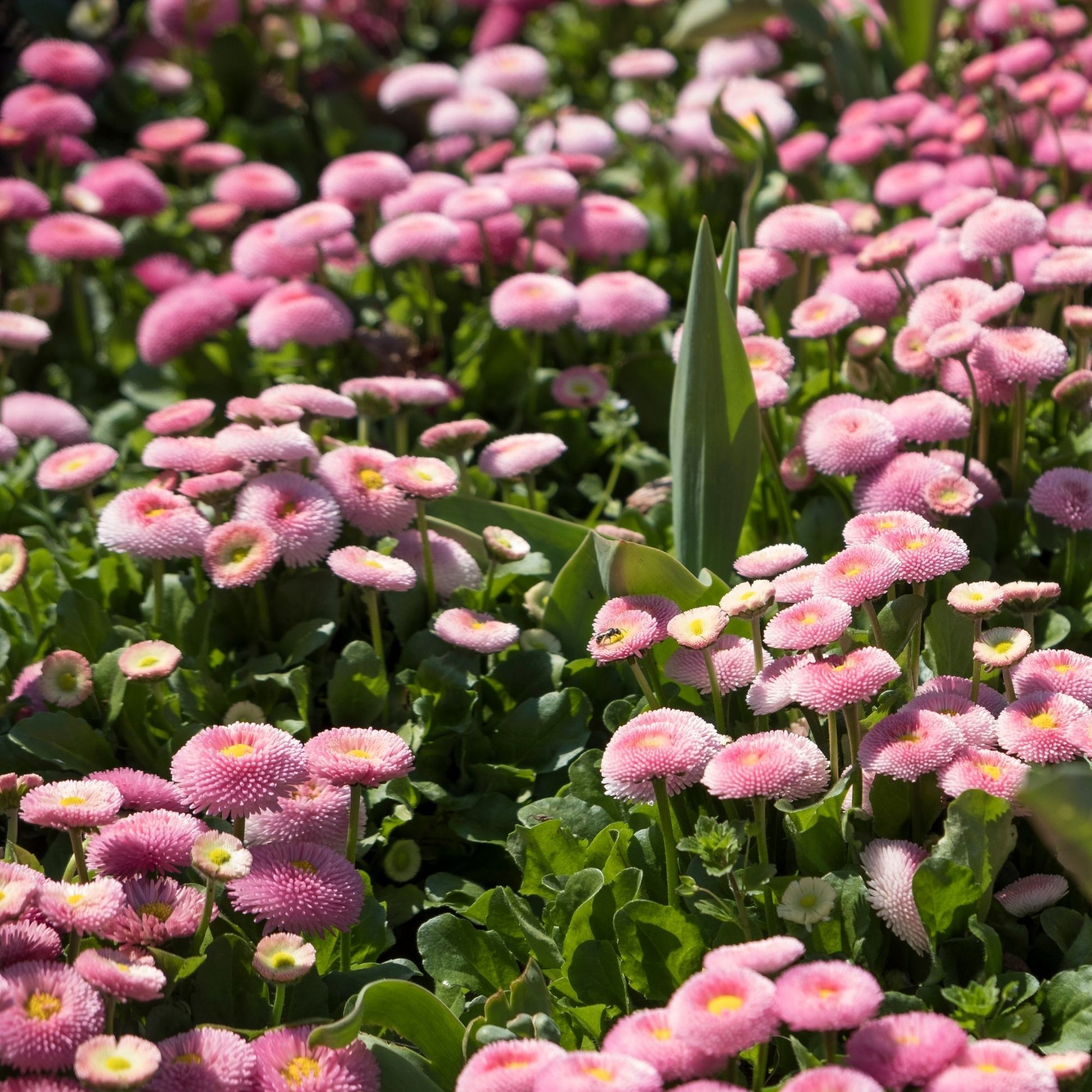 english garden flower seeds Flawn Seed Mixed Daisy Flowering Lawn Seed - Kid, Pet, Pollinator & Eco-Friendly Grass Alternative
