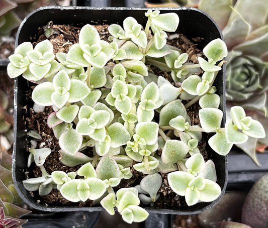 Sedum Little Missy