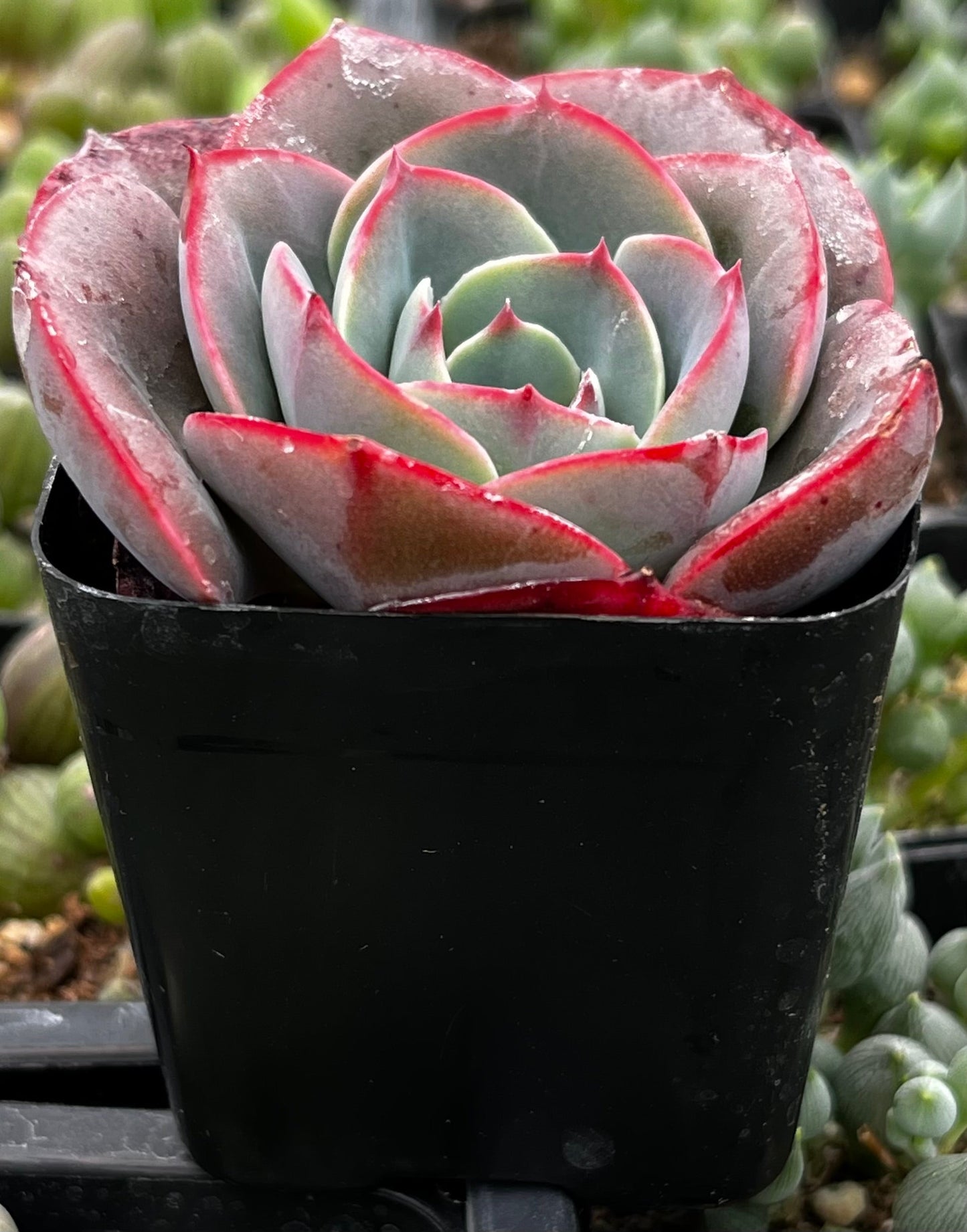 Echeveria Museli