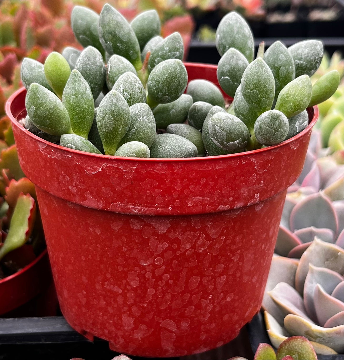 Adromischus Oviforme