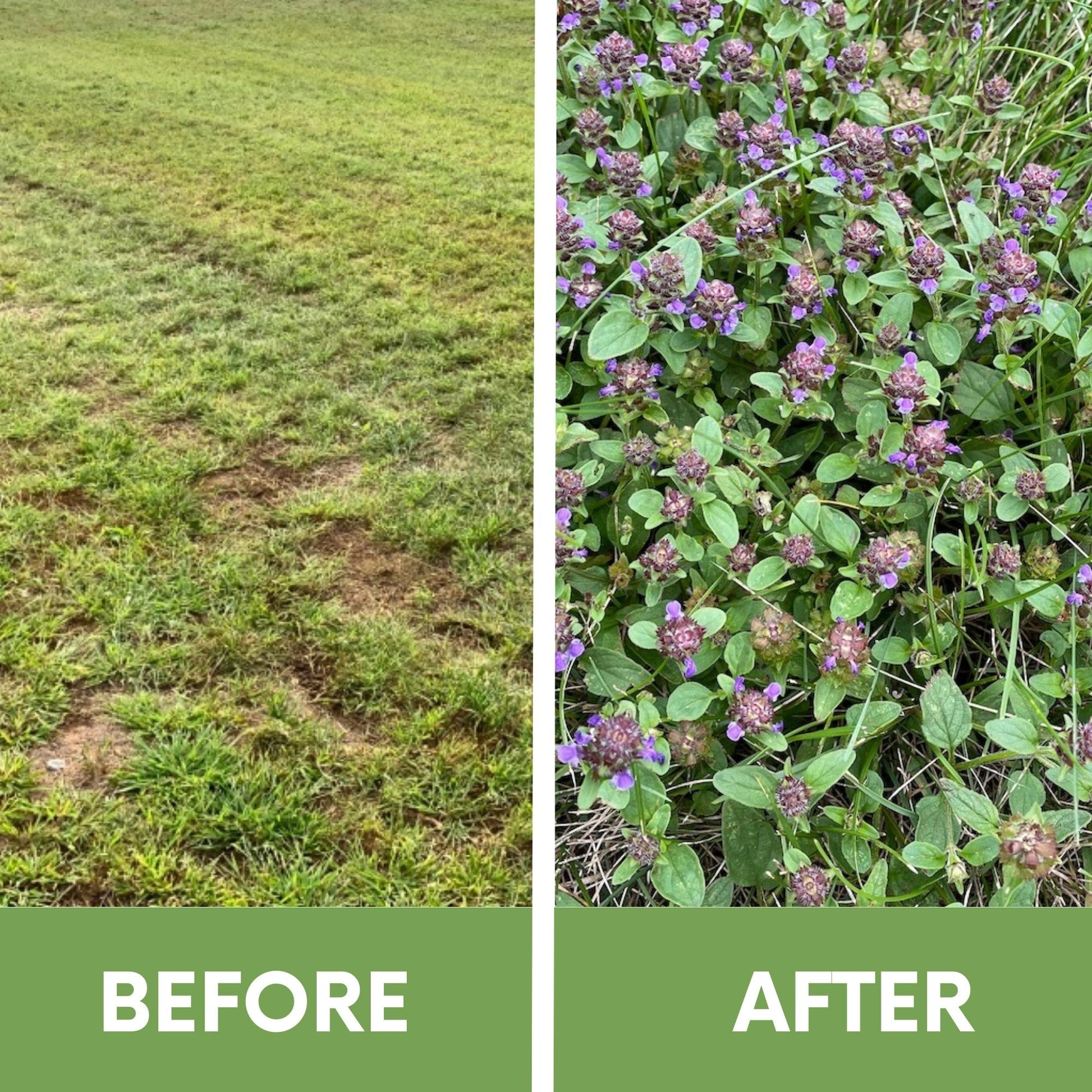 self heal plant seeds Self-Heal "Heal-All" Eco-Friendly Seeding Kit – Flawn Seed Kits