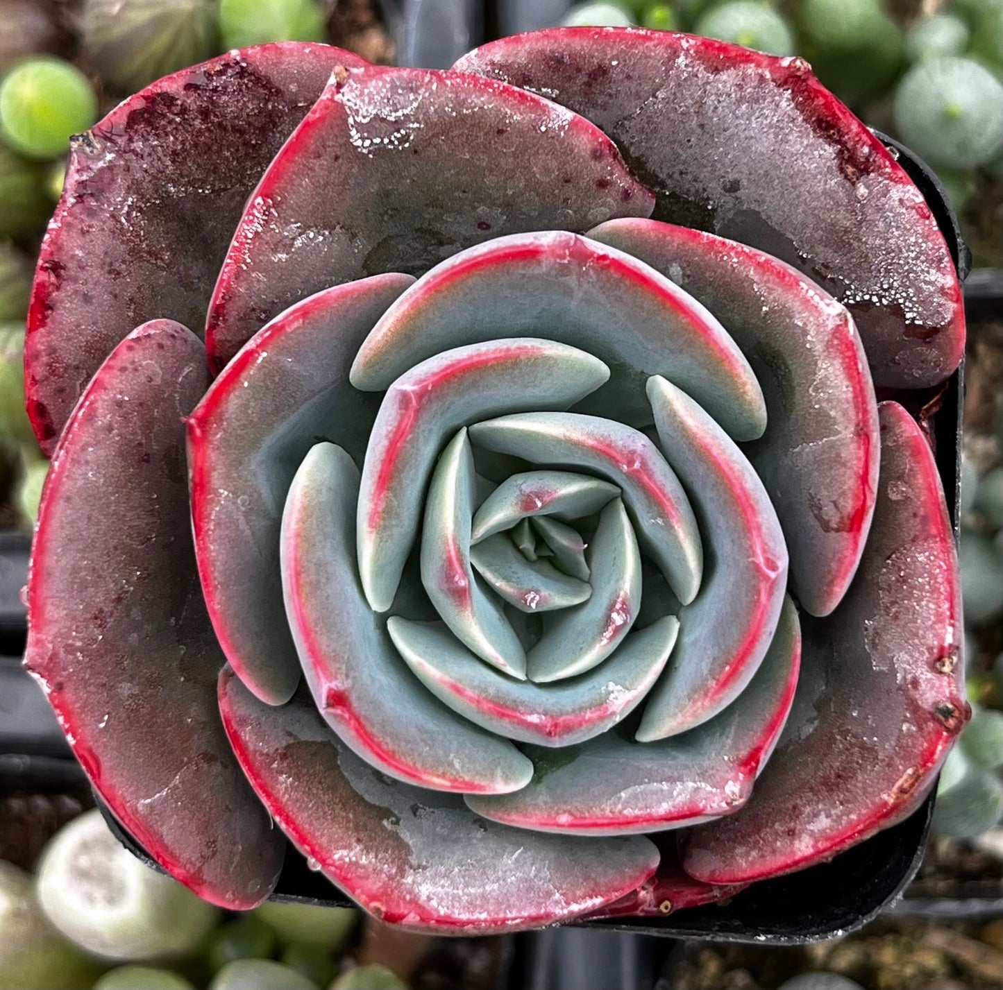 Echeveria Museli