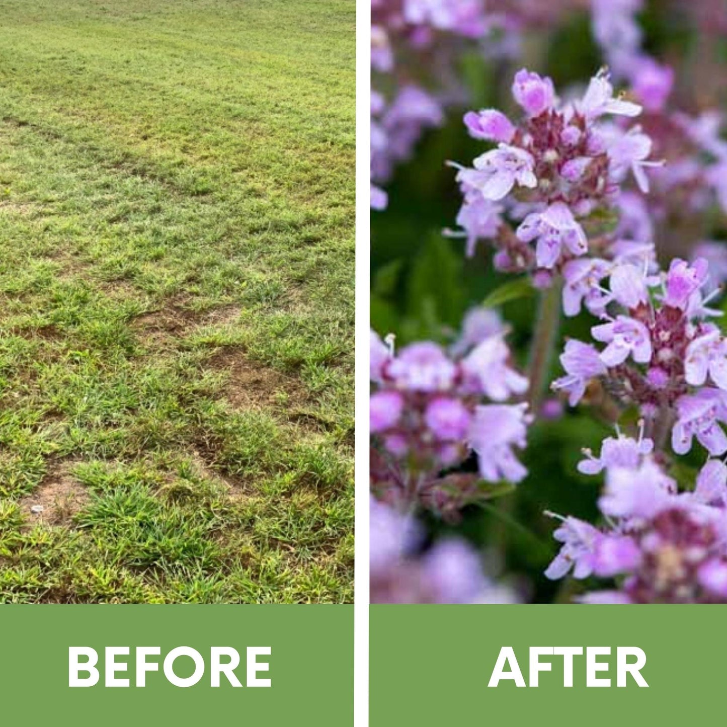 Creeping Thyme Eco-Friendly Seeding Kit