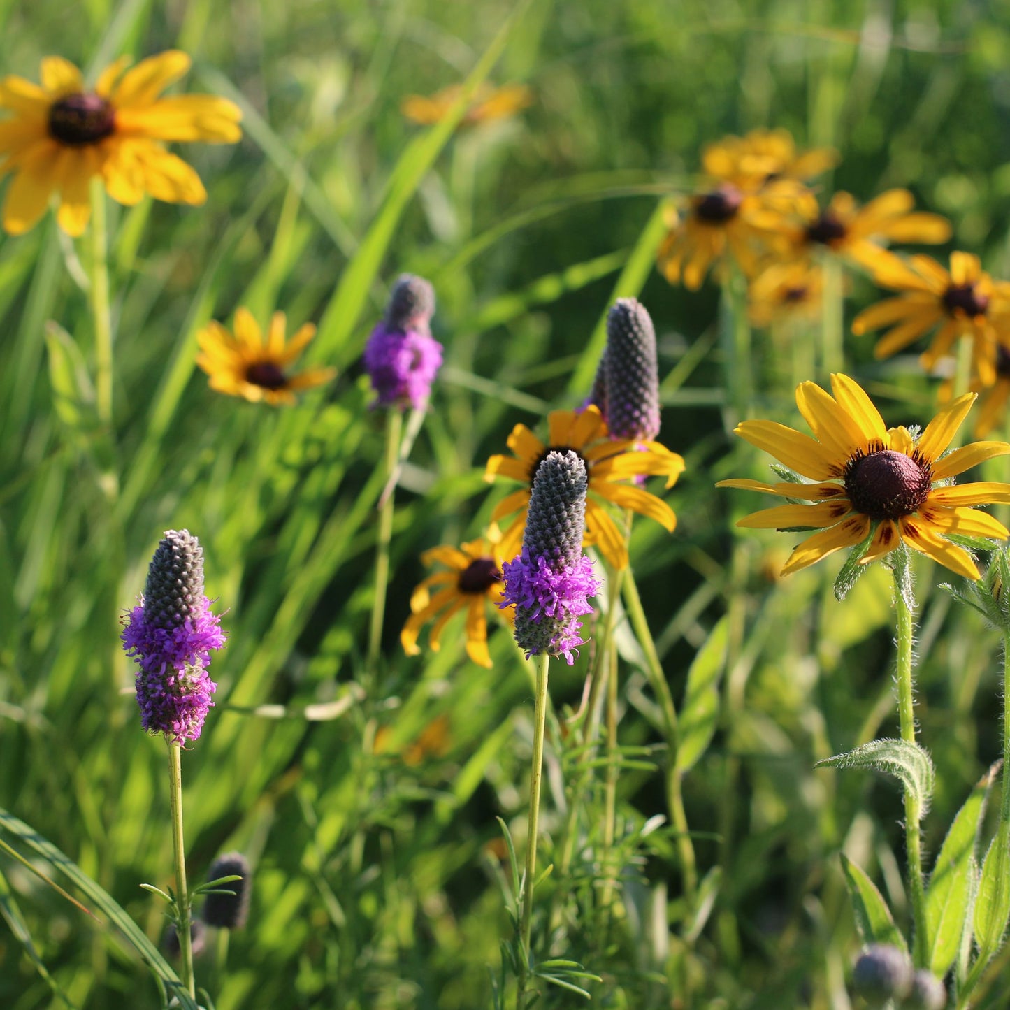 Purple Prairie Clover Seed