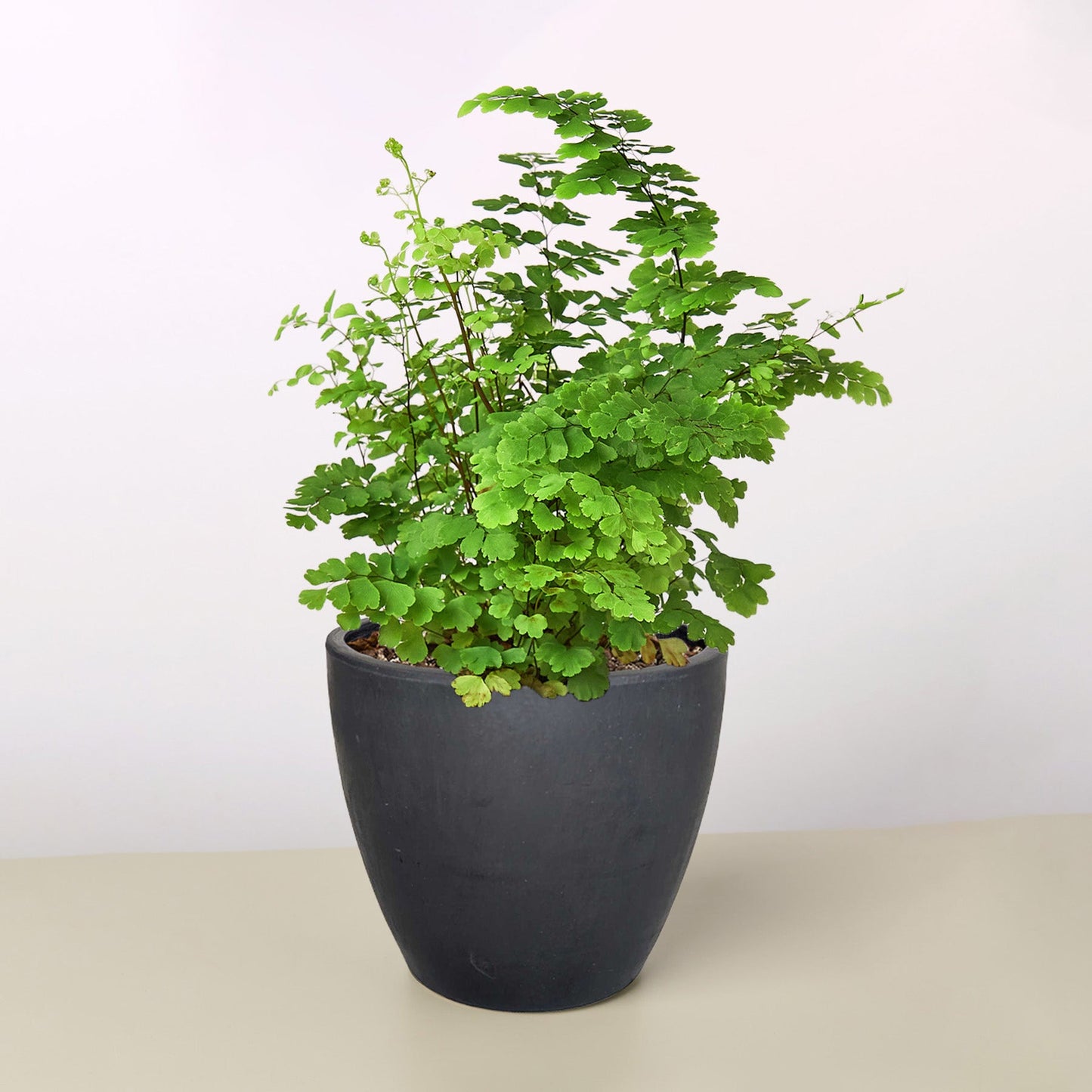 maidenhair fern house plants Maidenhair Fern 6" Pot / Cow Pot