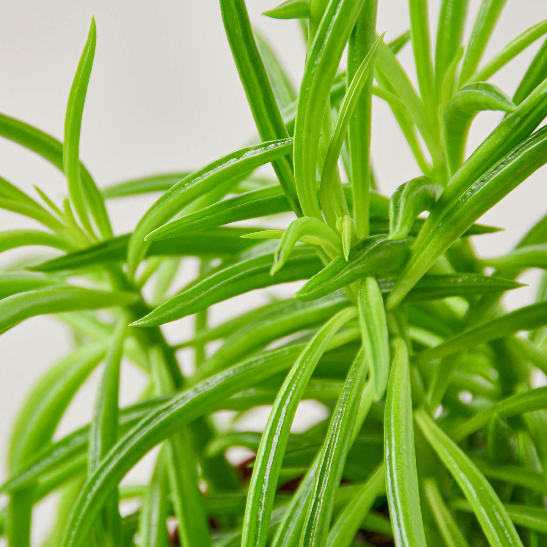 House Plant Shop Peperomia Green Bean