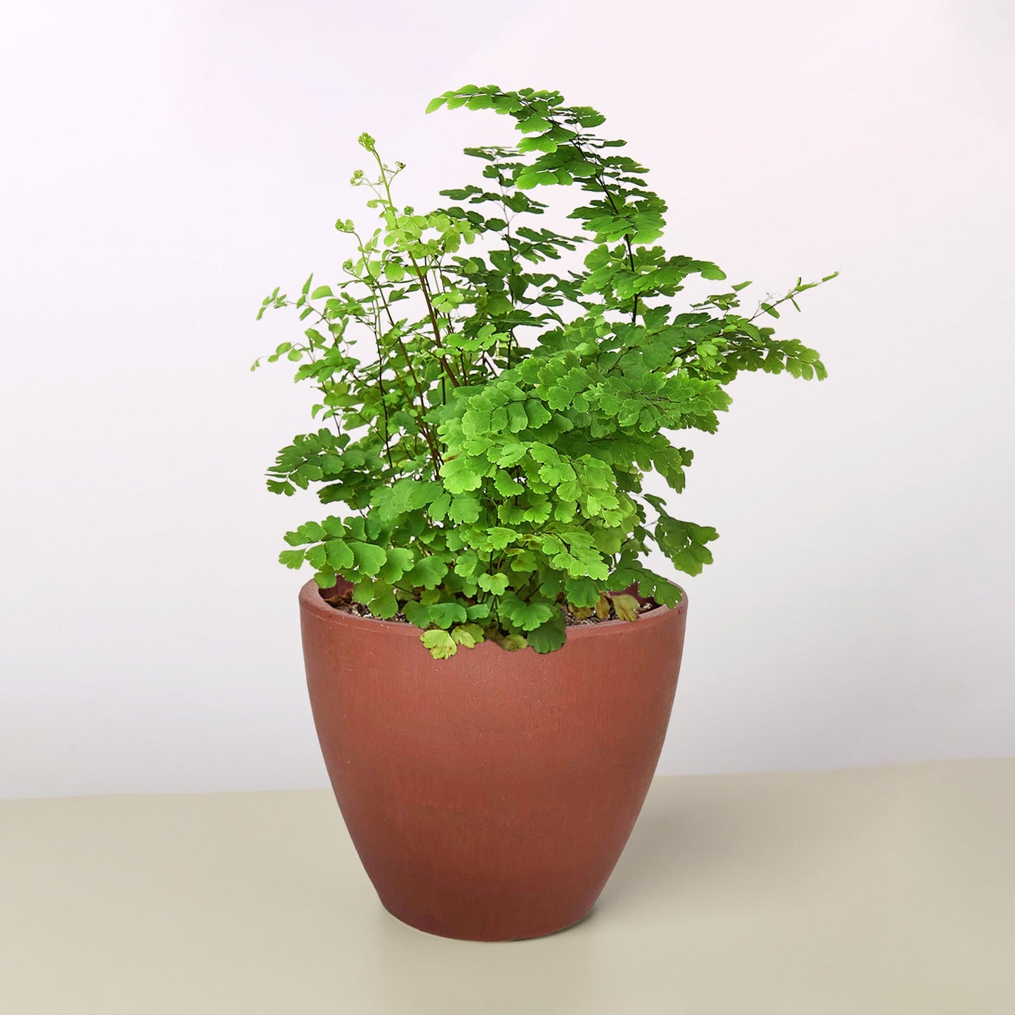 maidenhair fern indoor plants Maidenhair Fern 6" Pot / Cow Pot