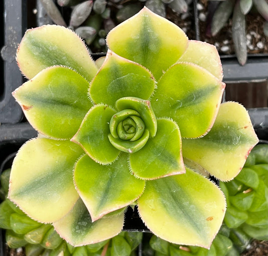 Aeonium Floresens