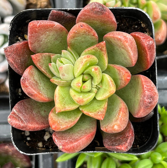Graptoveria Chanel