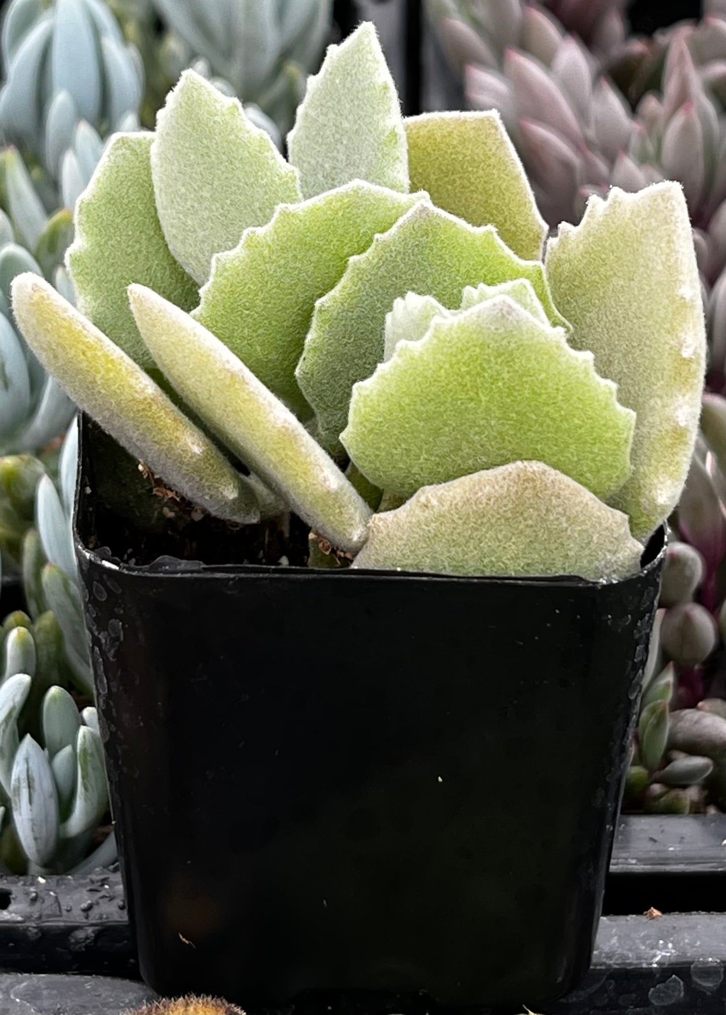 Kalanchoe Milottii