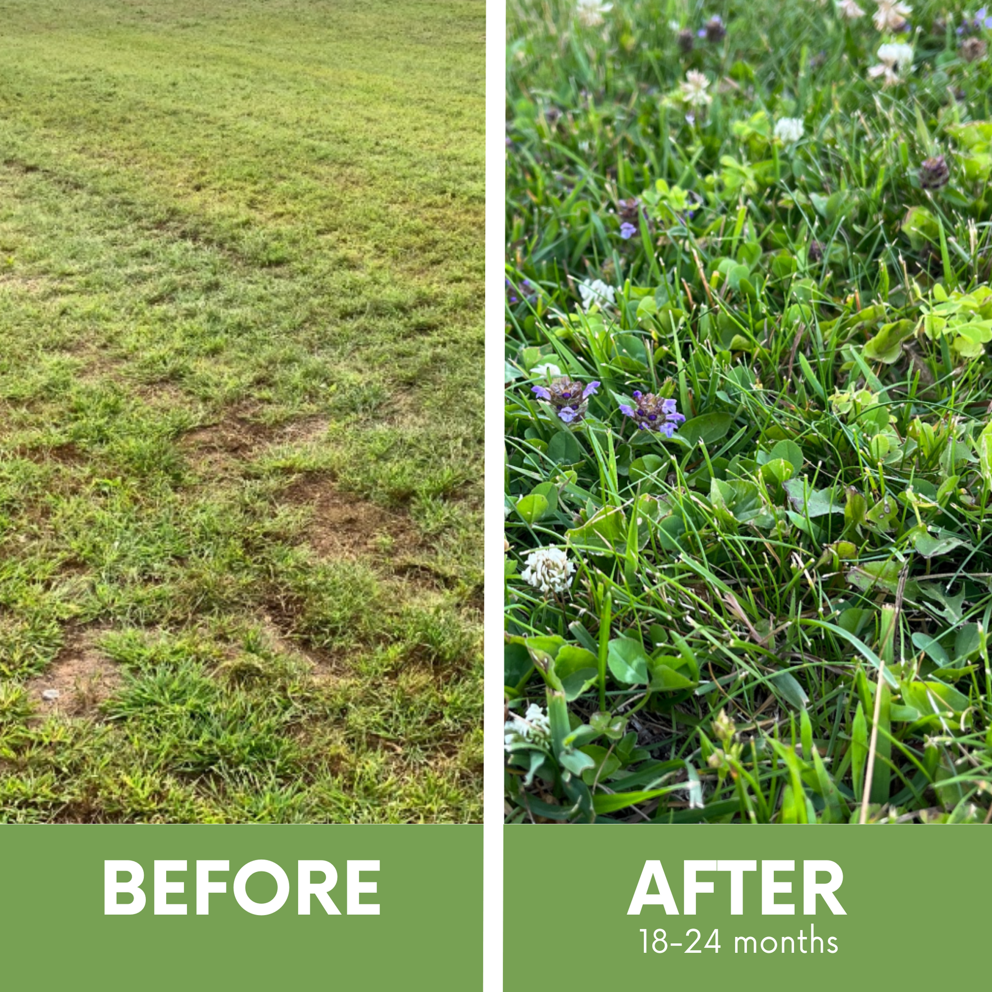 Before and after photos of Bee Lawn Flowering Pollinator Lawn, Dutch White Clover, Self-Heal, Creeping Thyme