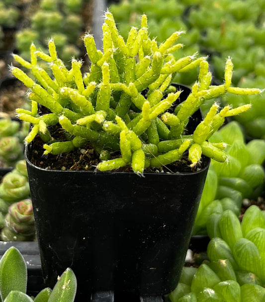 Rhipsalis Cereuscula