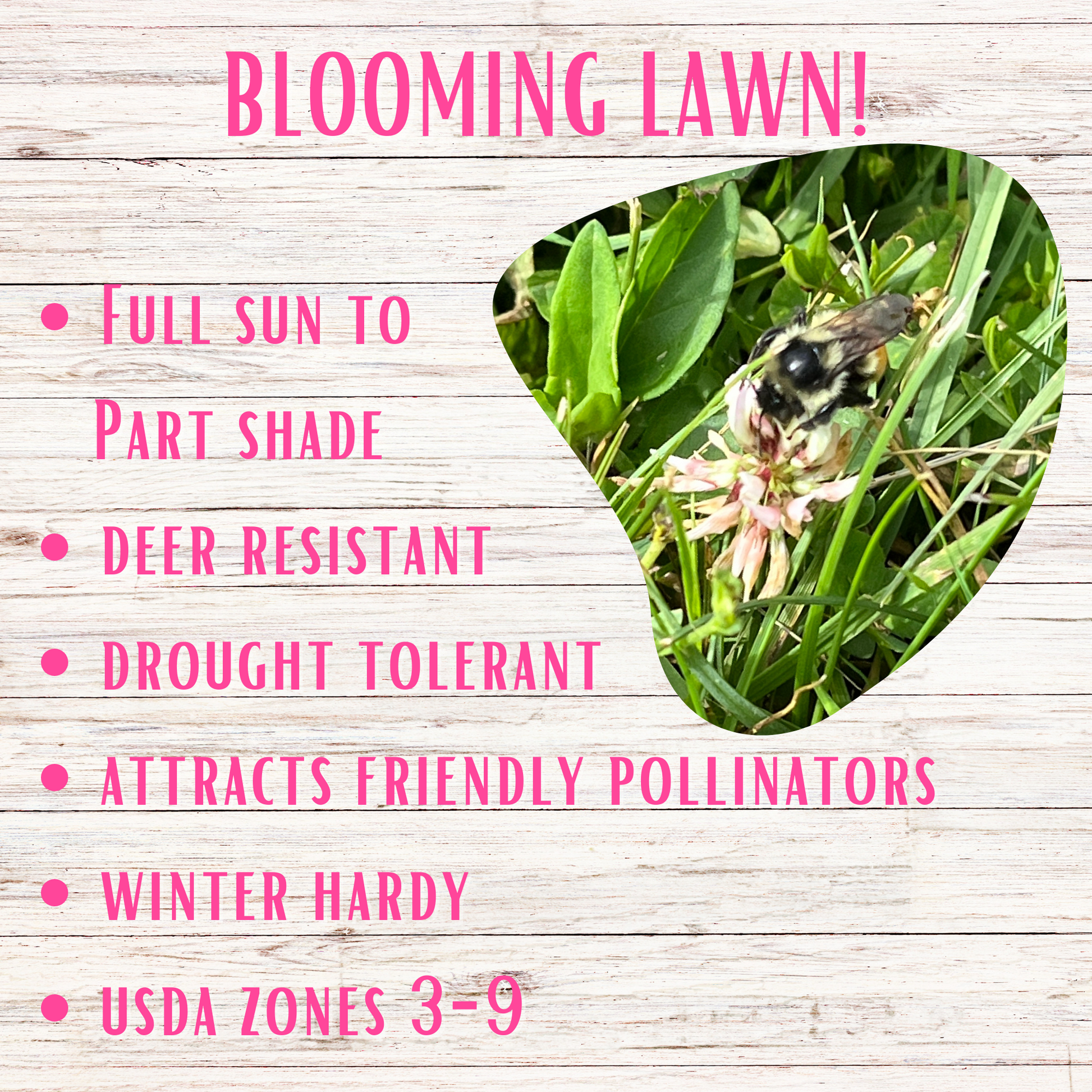 Flawn Seed Kit Blooming Pollinator Lawn, Full sun to part shade, deer resistant, drought tolerant, attracts friendly pollinators, winter hardy, USDA zones 3-9