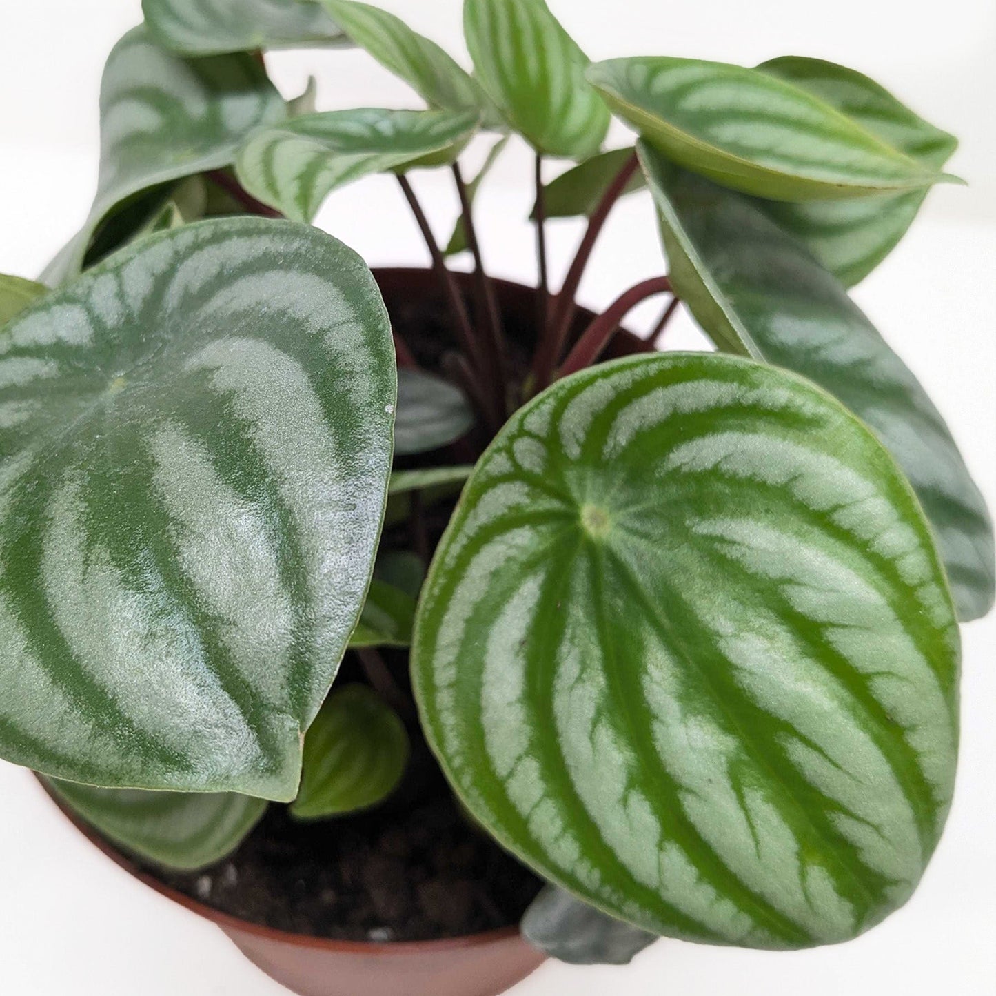 Peperomia 'Watermelon'