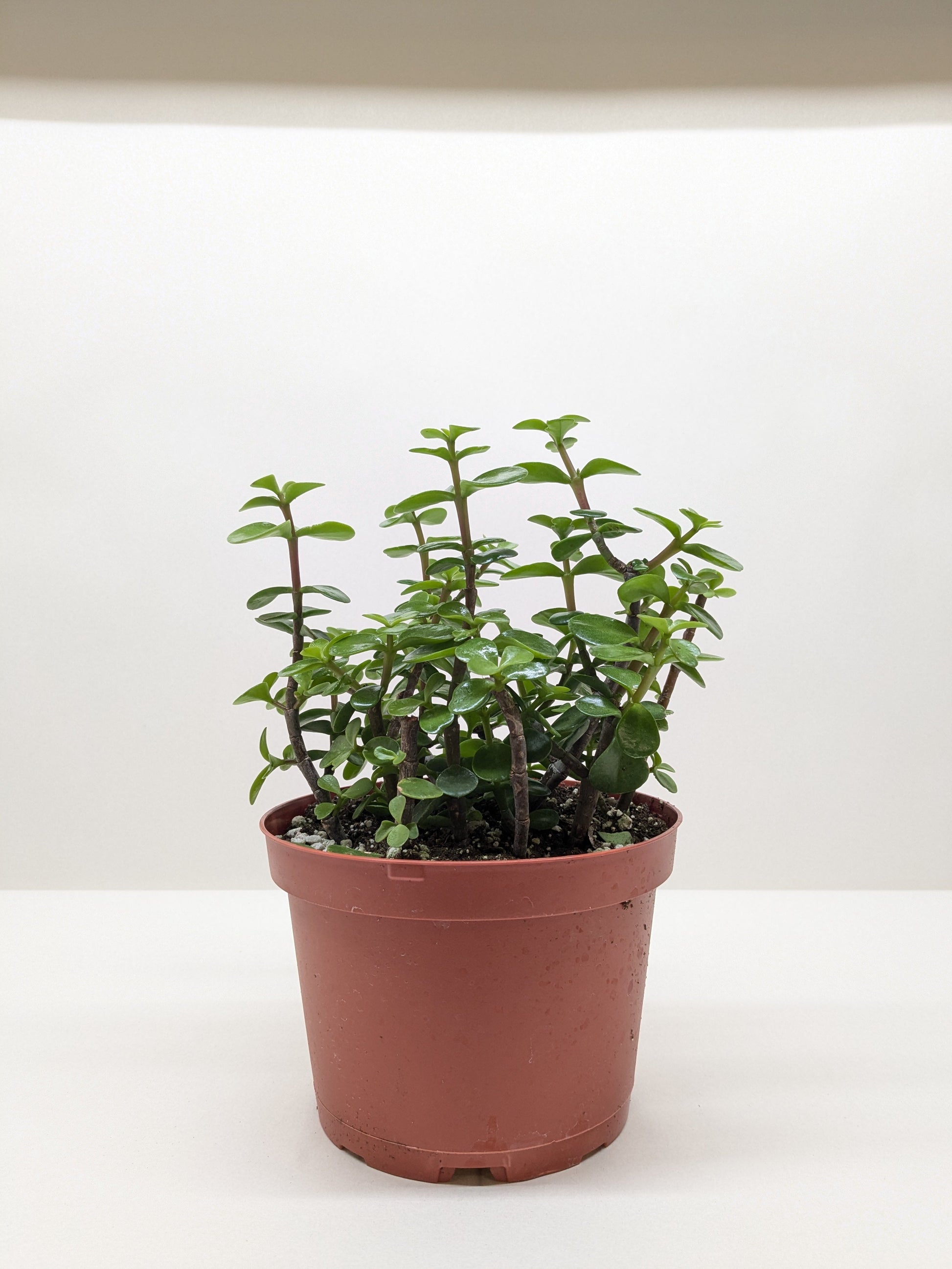 succulent plant elephant bush Succulent 'Elephant Bush' 6" Pot