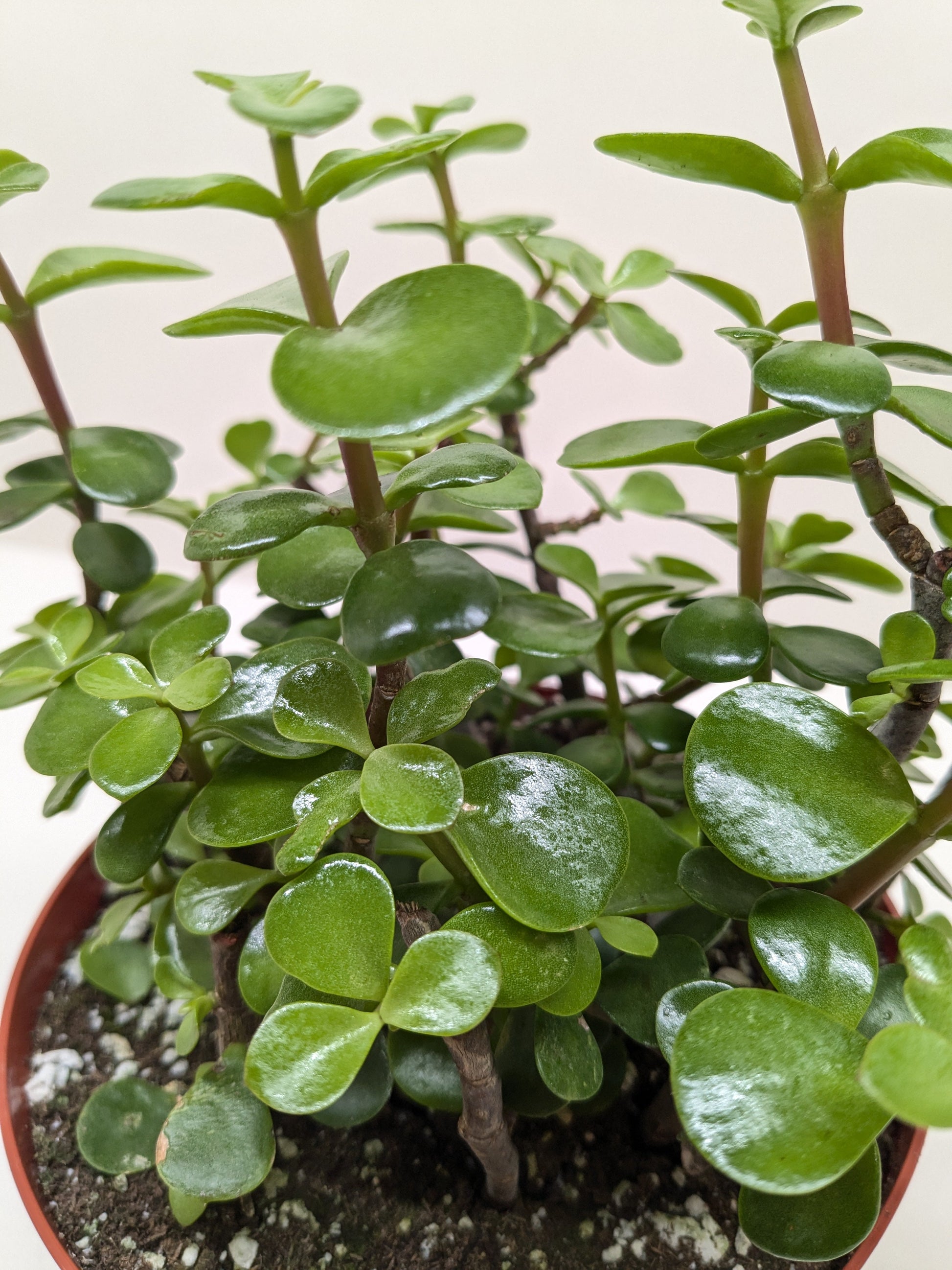 elephant bush vs jade plant Succulent 'Elephant Bush' – Flawn Seed Kits