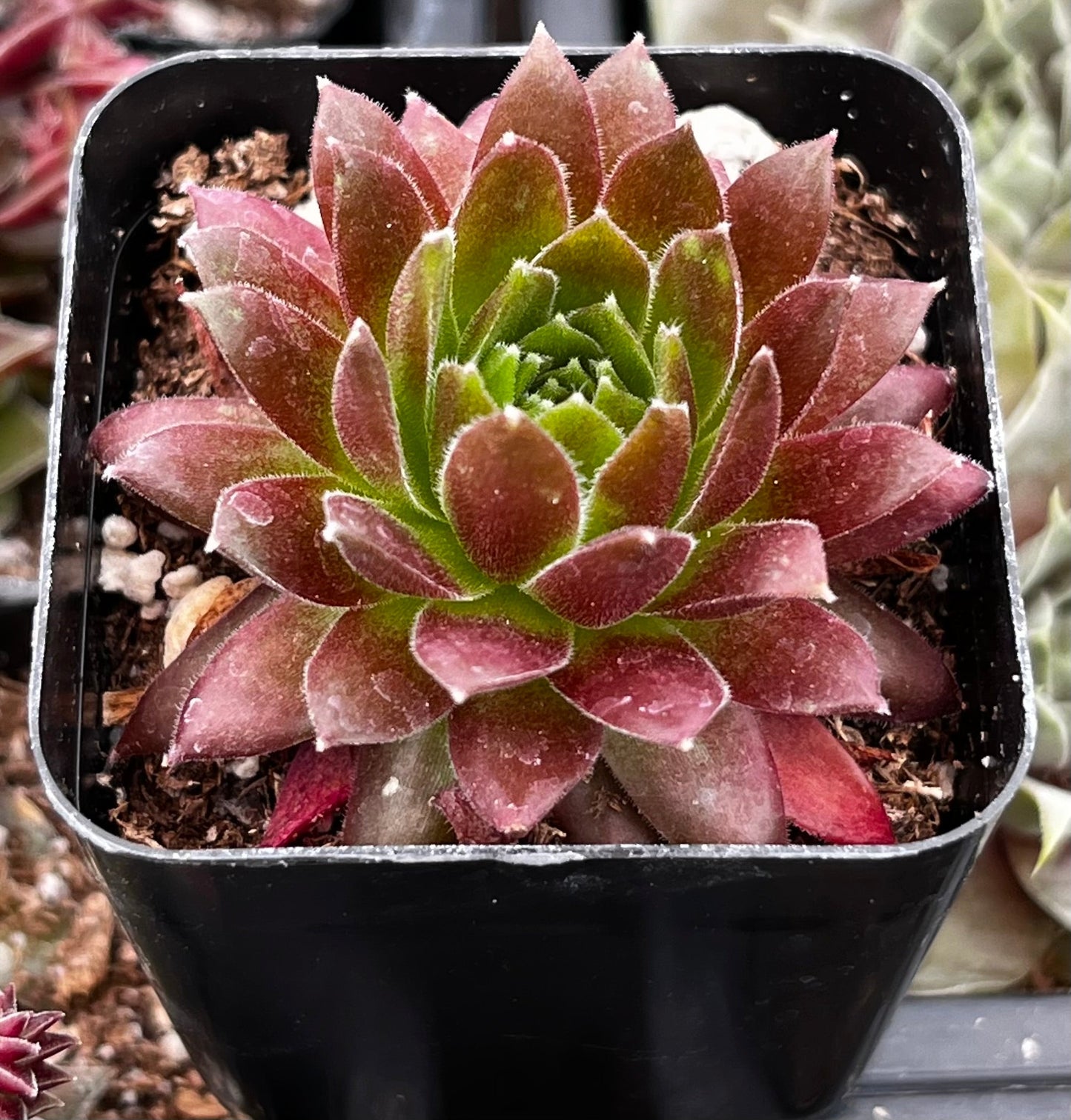Hen & Chicks Gold Dust