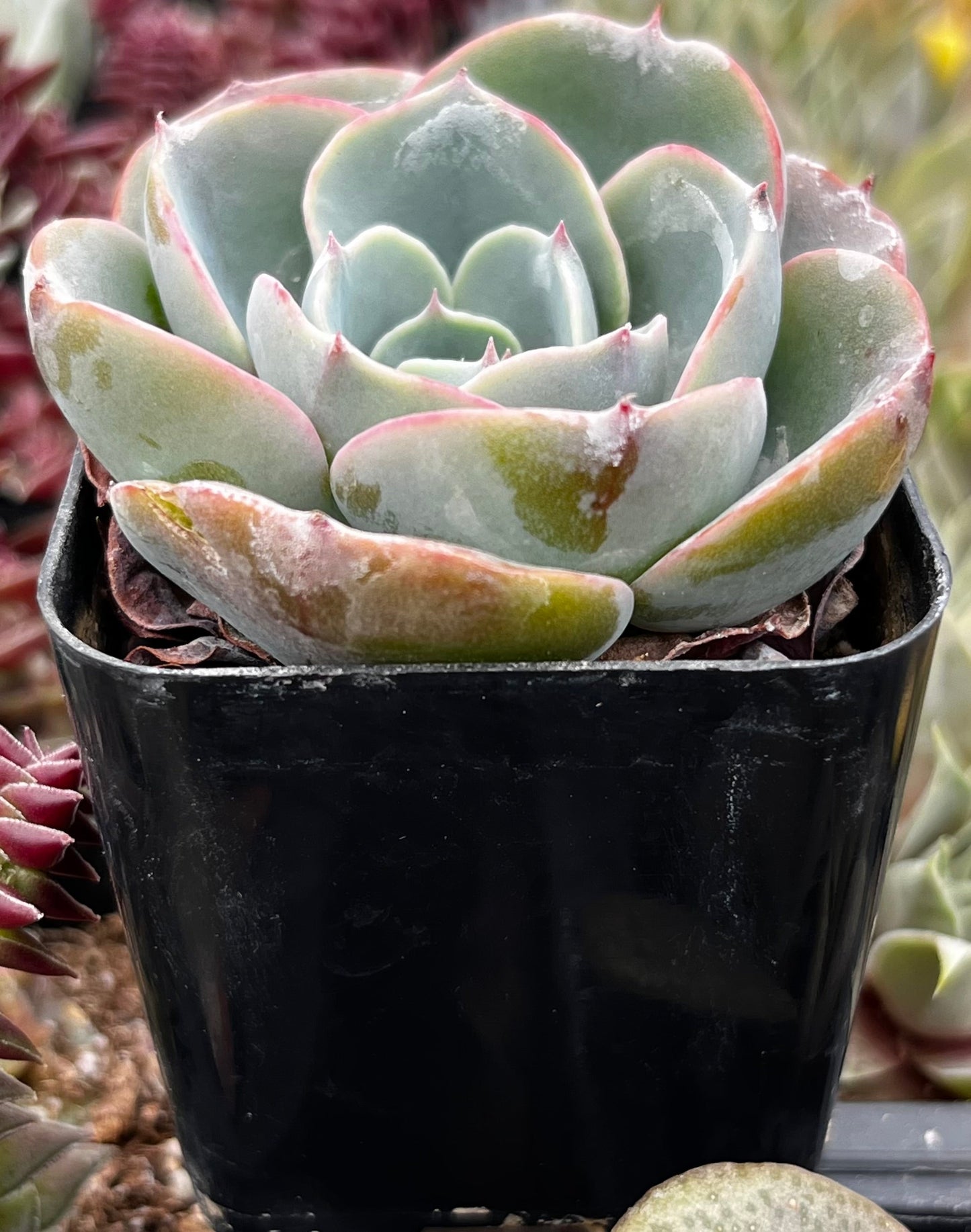 Echeveria Imbricata Hybrid