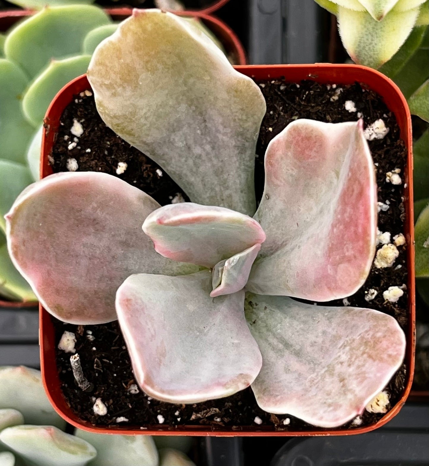 Echeveria Decora