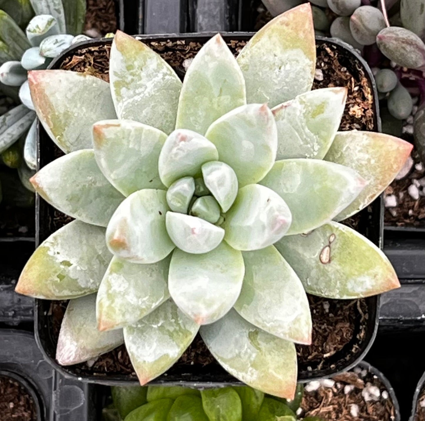 Echeveria Lilac Mist