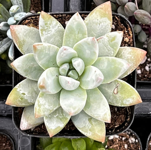 Echeveria Lilac Mist