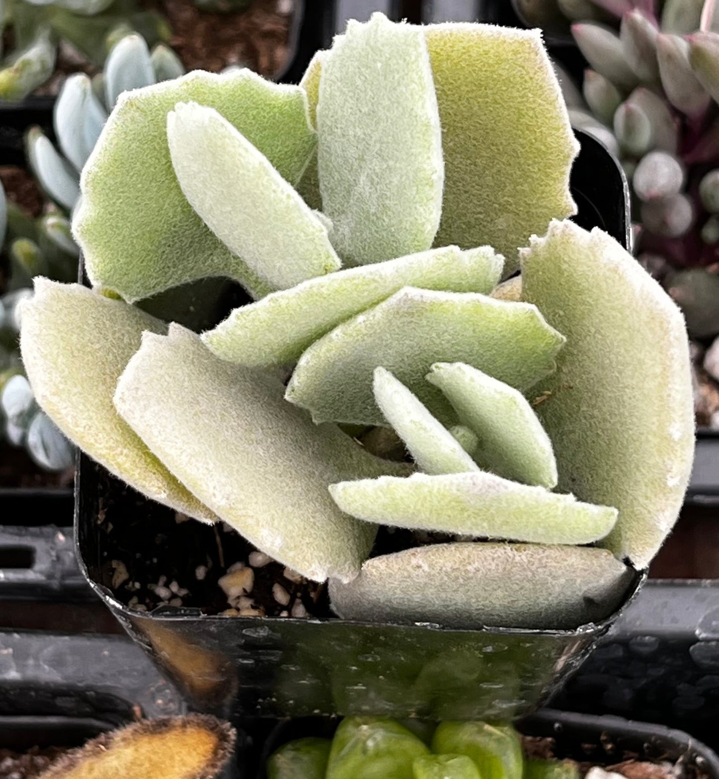 Kalanchoe Milottii