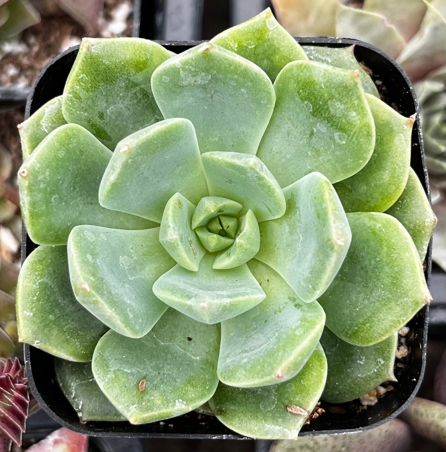 Echeveria Sofia