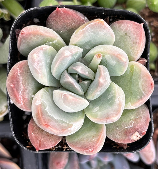 Echeveria Green Pearl