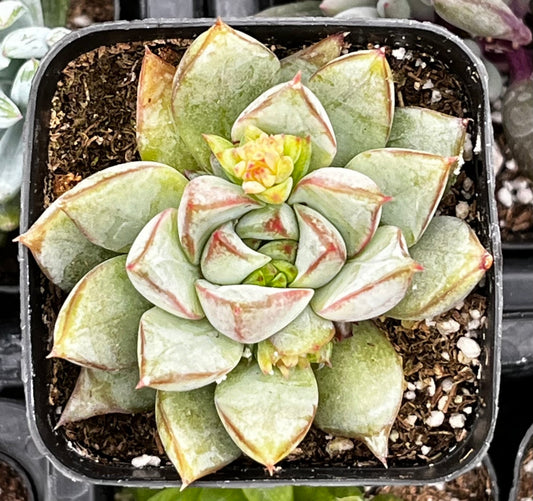 Echeveria Glory