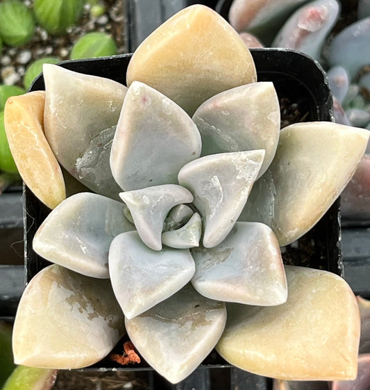 Graptopetalum Claret