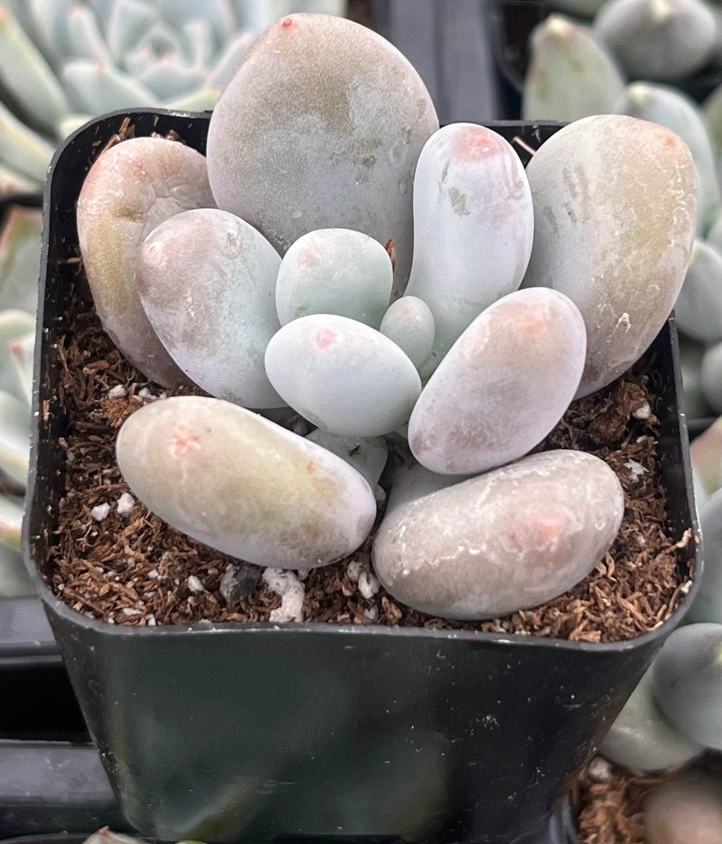 Moonstones Pachyphytum