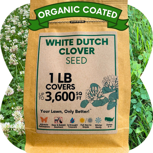 Dutch White Clover Seed