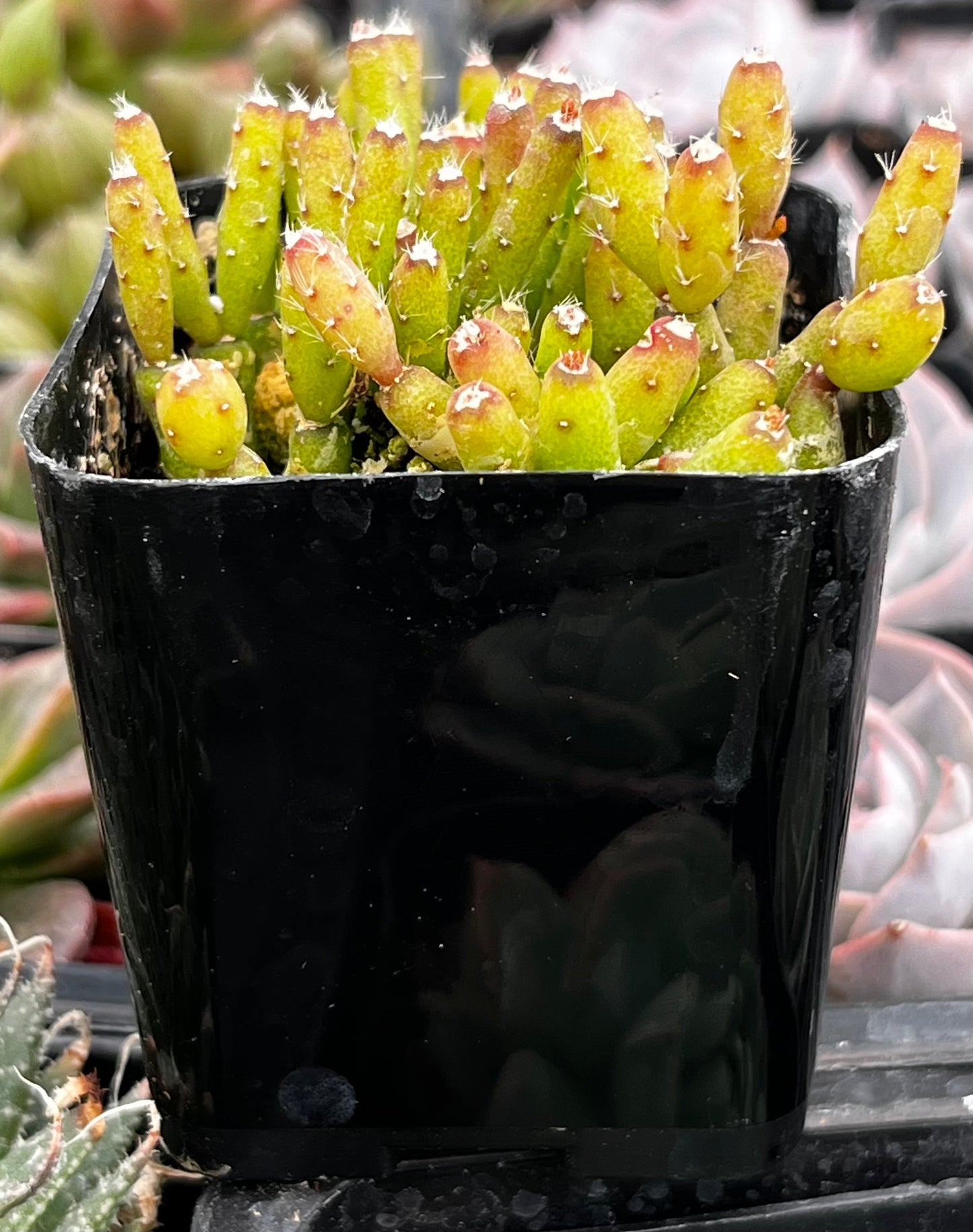 Hatiora Salicornioides