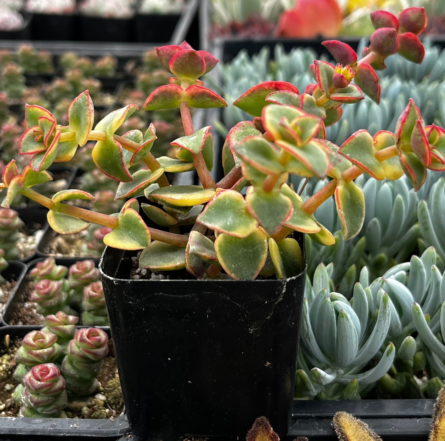 Variegated Crassula Calico Kitten