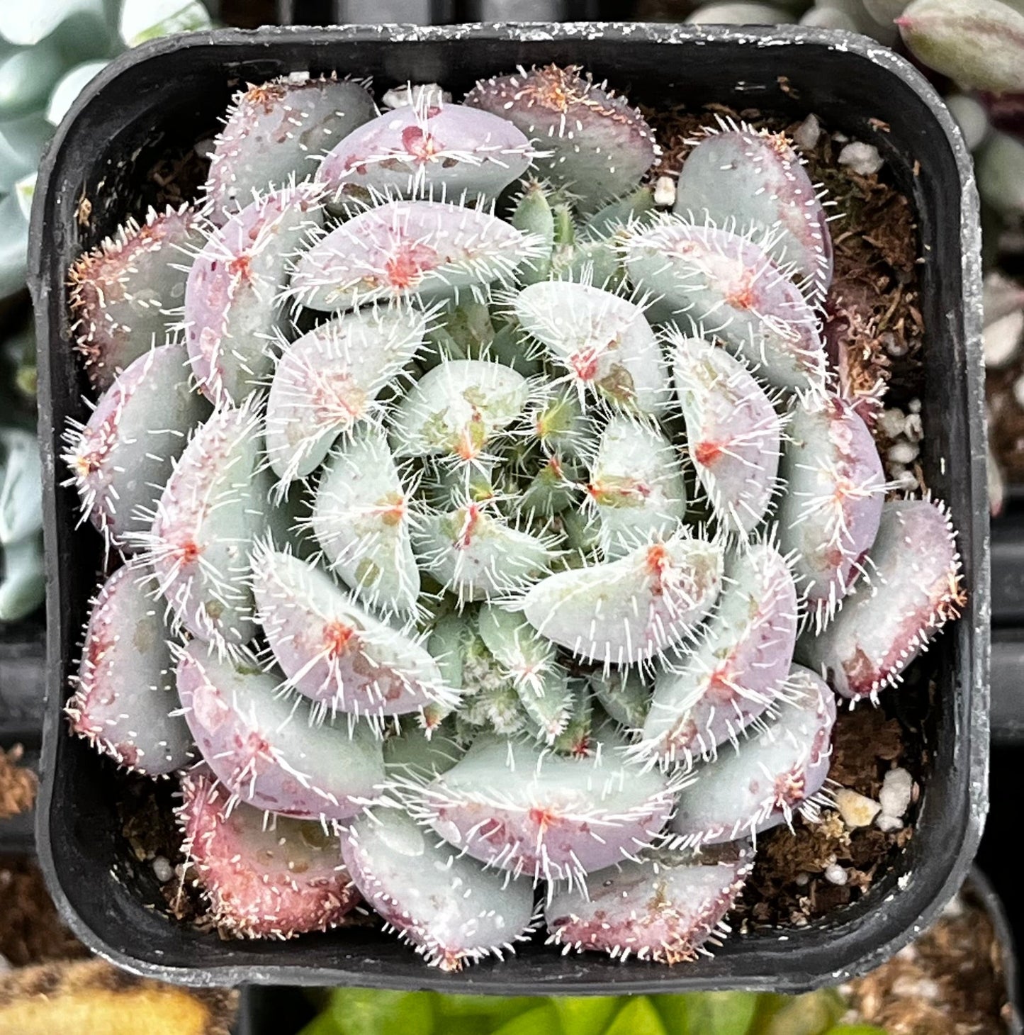 Echeveria Setosa Var. Deminuta