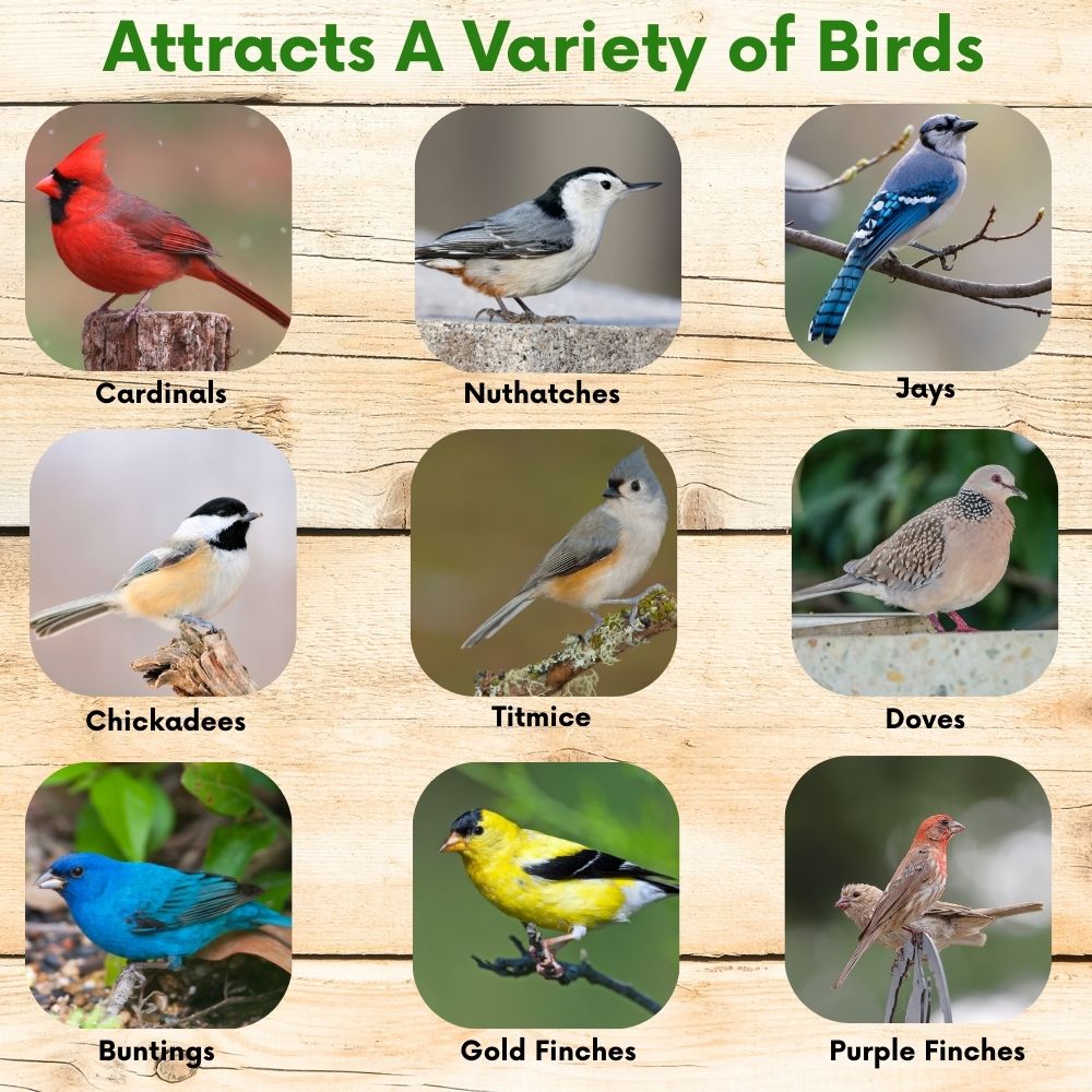 birds planting seeds Pollinator & Wild Bird Seed Speedy Blend 4 lb Jug