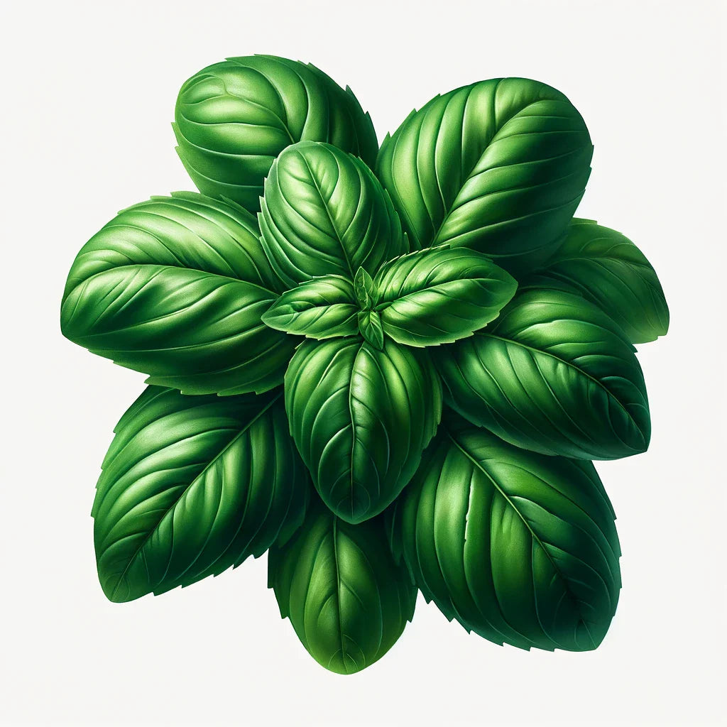 Basil (Genovese Aroma 2) Seeds (4x)