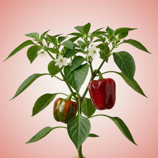 Bell Pepper Seeds