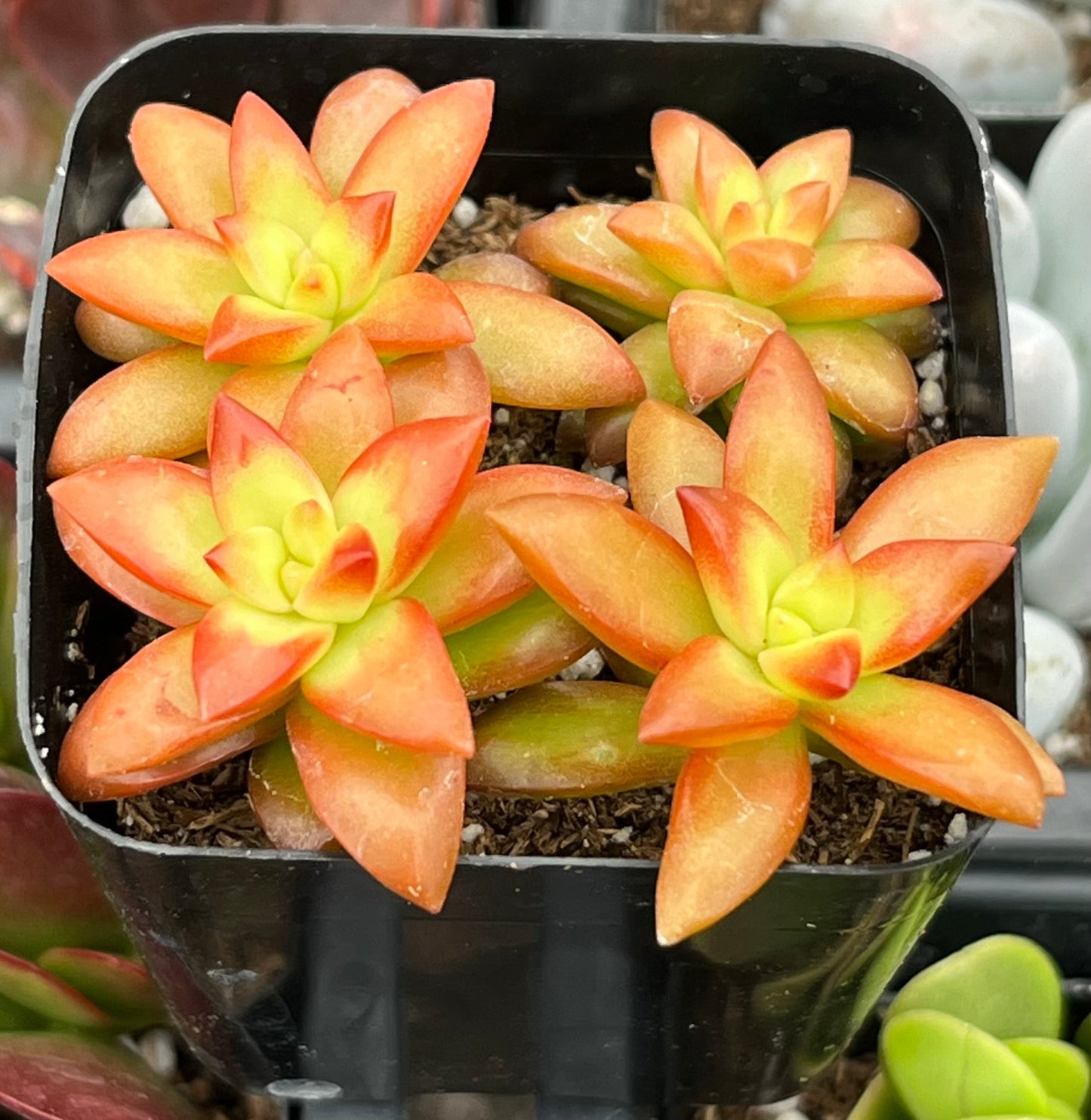 Sedum Shooting Stars