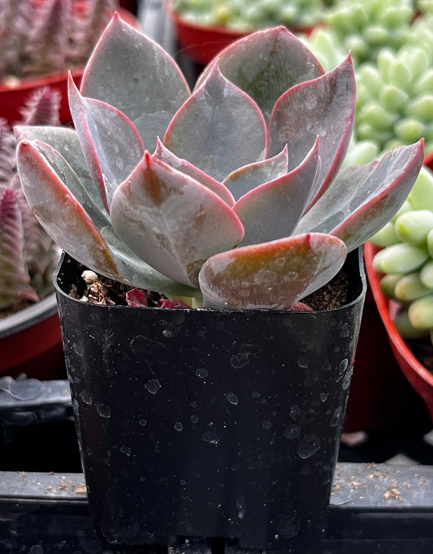Echeveria Moon Dust Rose