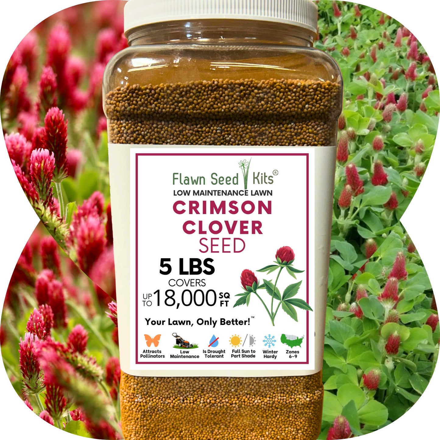Crimson Clover Seed