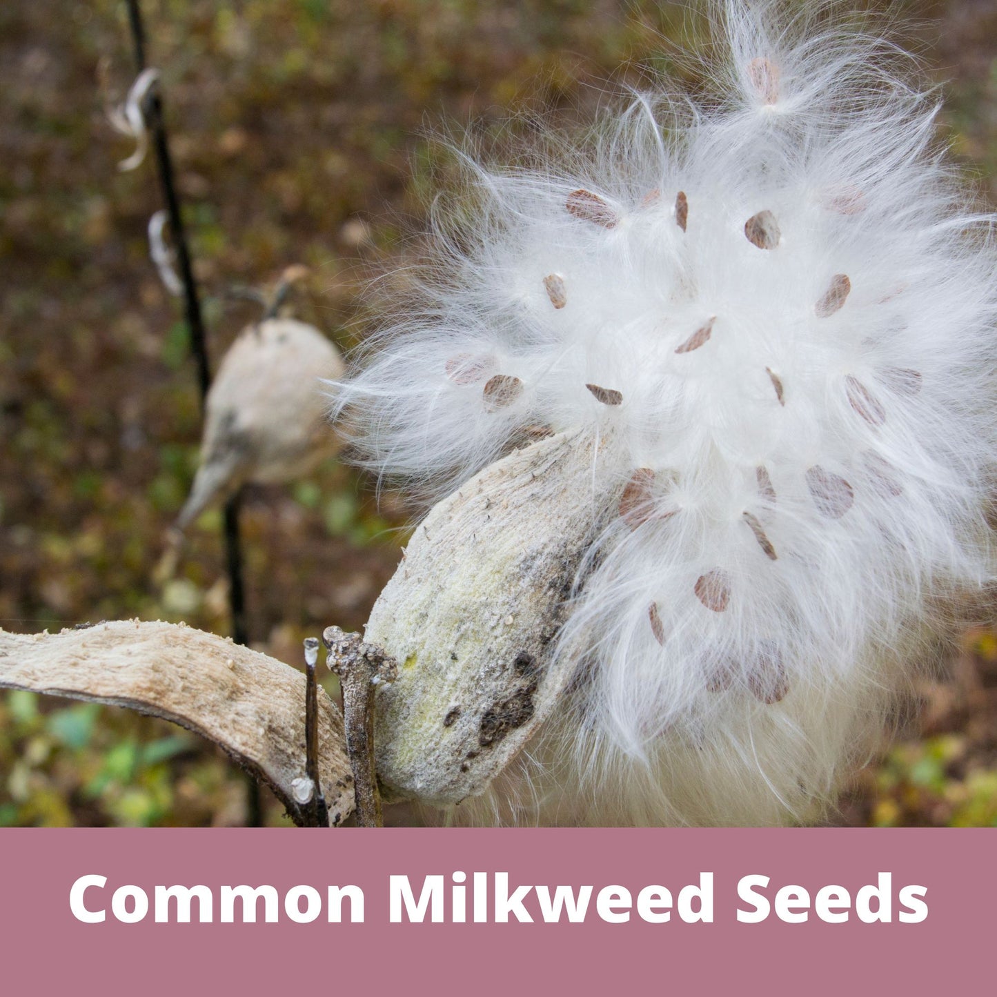 Common Milkweed Seed Pouch