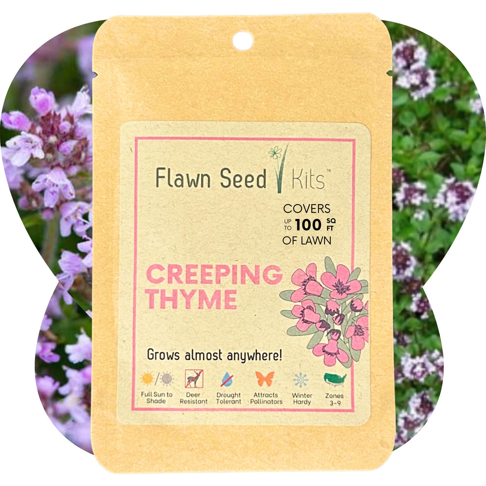 Flawn Seed Creeping Thyme Flowering Lawn Seed Kid, Pet, Pollinator