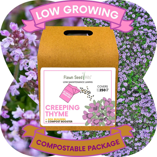 Creeping Thyme Eco-Friendly Seeding Kit