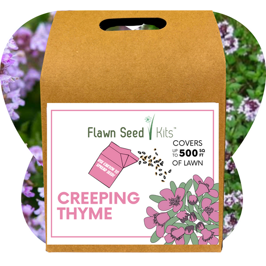 Creeping Thyme Eco-Friendly Seeding Kit  (LIMITED SUPPLY)