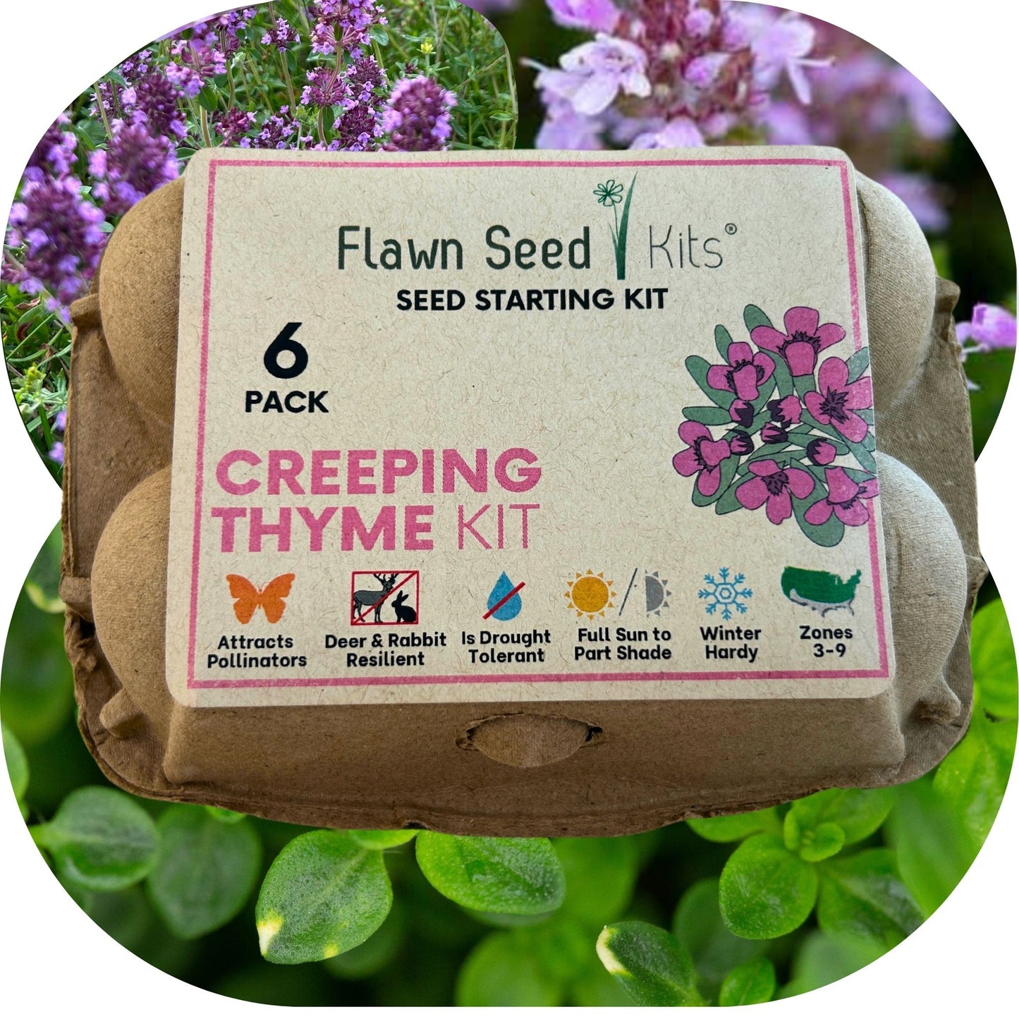 Creeping Thyme Egg Carton Seed Starting Kit