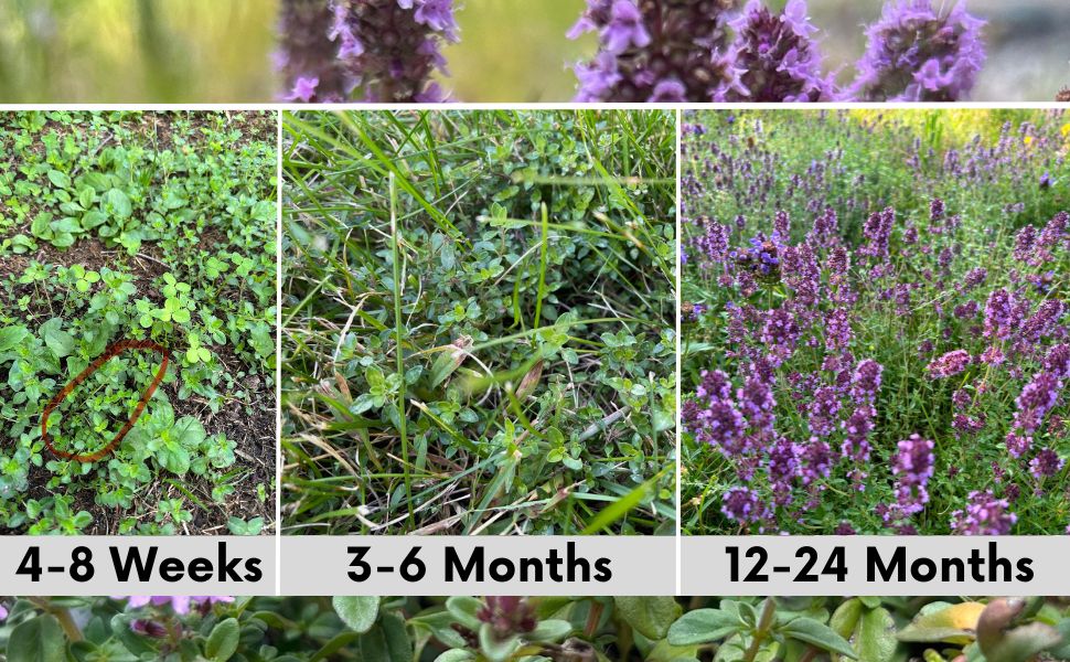 planting creeping thyme seeds outdoors Flawn Seed Creeping Thyme Flowering Lawn Seed - Kid, Pet, Pollinator & Eco-Friendly Grass Alternative