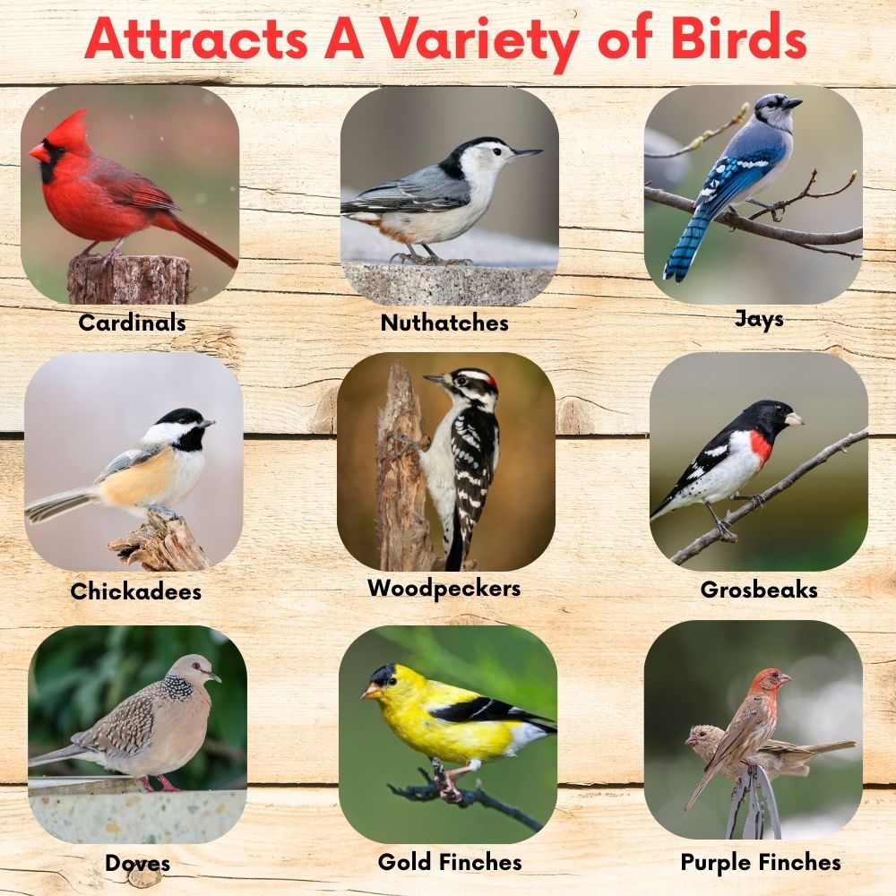 Premium Black Oil Sunflower Wild Bird Seed