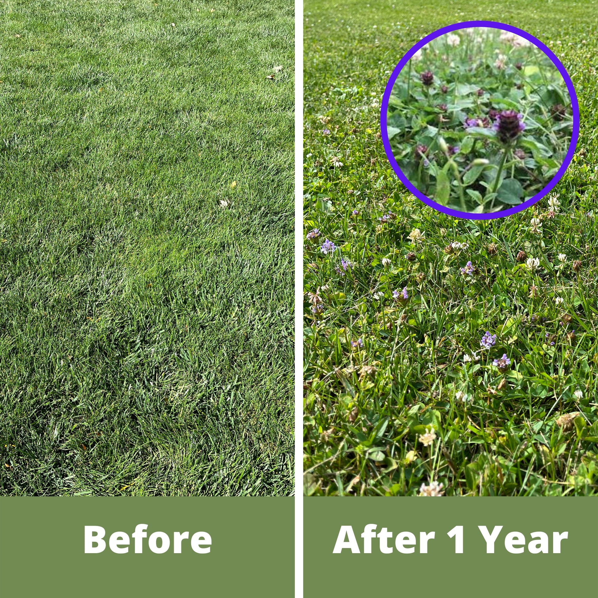 Before and after photos of Bee Lawn Flowering Pollinator Lawn, Dutch White Clover, Self-Heal, Creeping Thyme