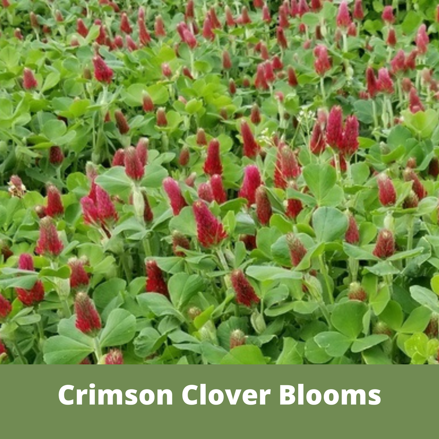 Crimson Clover + Mow Less Grass Seed Pouch